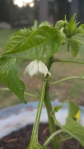 First bloom on Lance's Anaheim Pepper plant